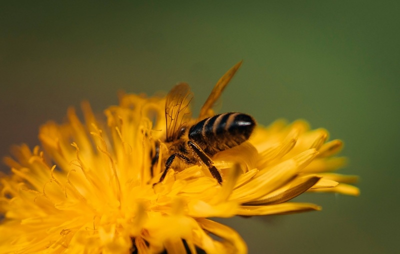 Bee on flower